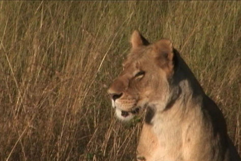 Lion from the Maasai Mara